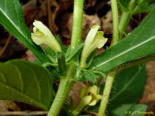 {Triosteum angustifolium}